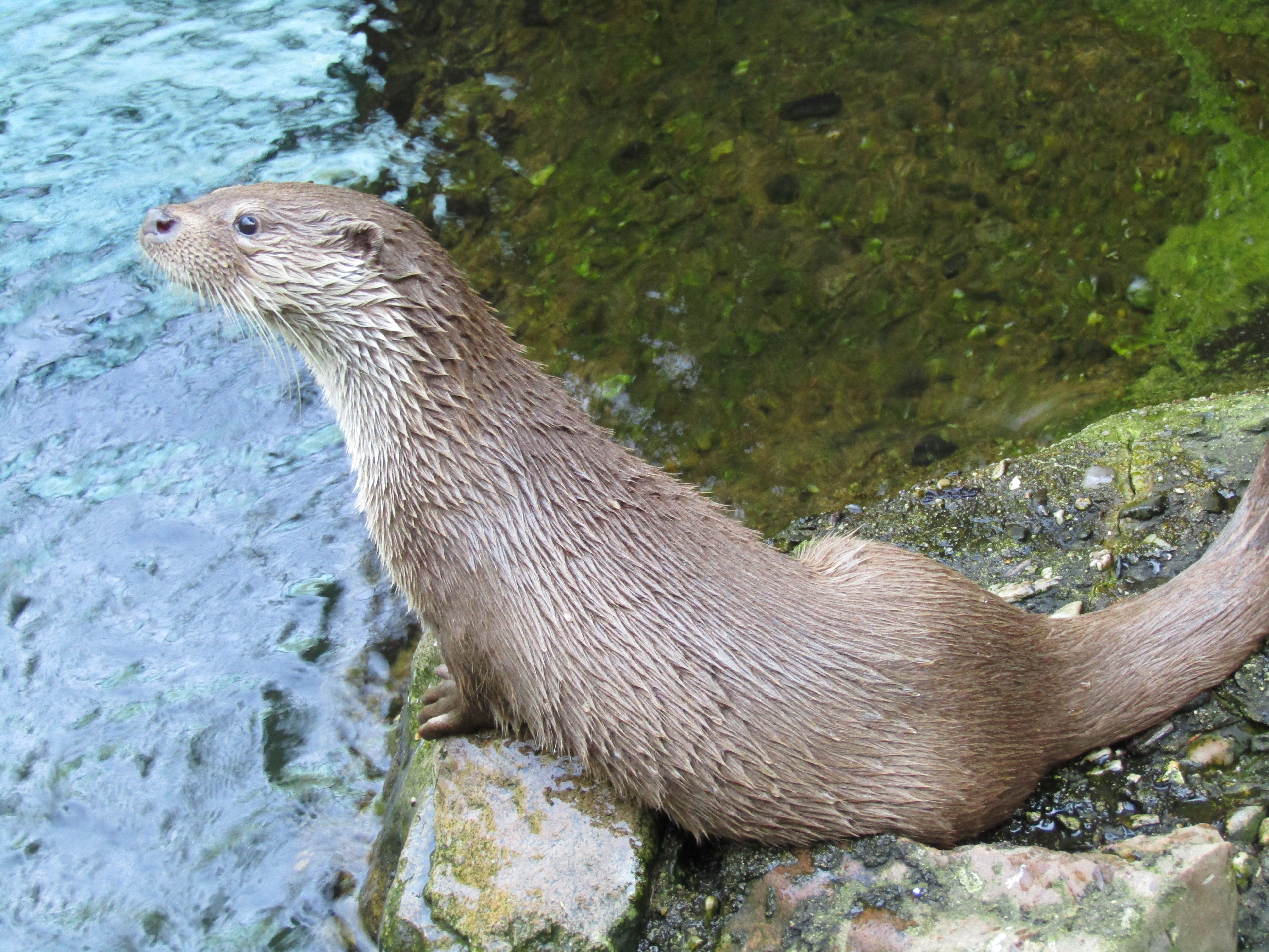 An Eurasian river otter stands over a rock close by a shallow body of water, looking up with an adorable face.
