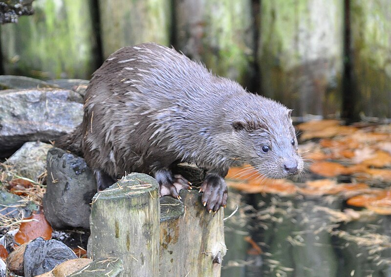 European Otter (''Lutra lutra'') in the Lüneburg Heath wildlife park, Germany.