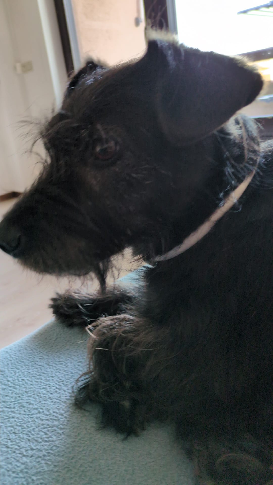Winnie, my black-furred dog of medium (almost small) size, lays down on a couch. The photo captures her face by the left-hand side.