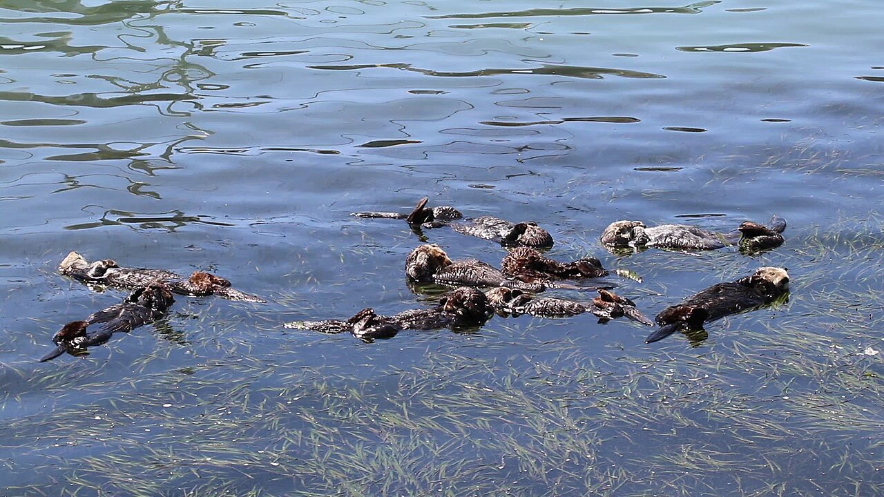 Southern sea otters resting at Morro Bay, California.