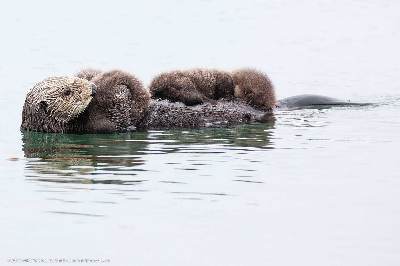 A sea otter mother with twin sea otter pups, a rarity for that species.