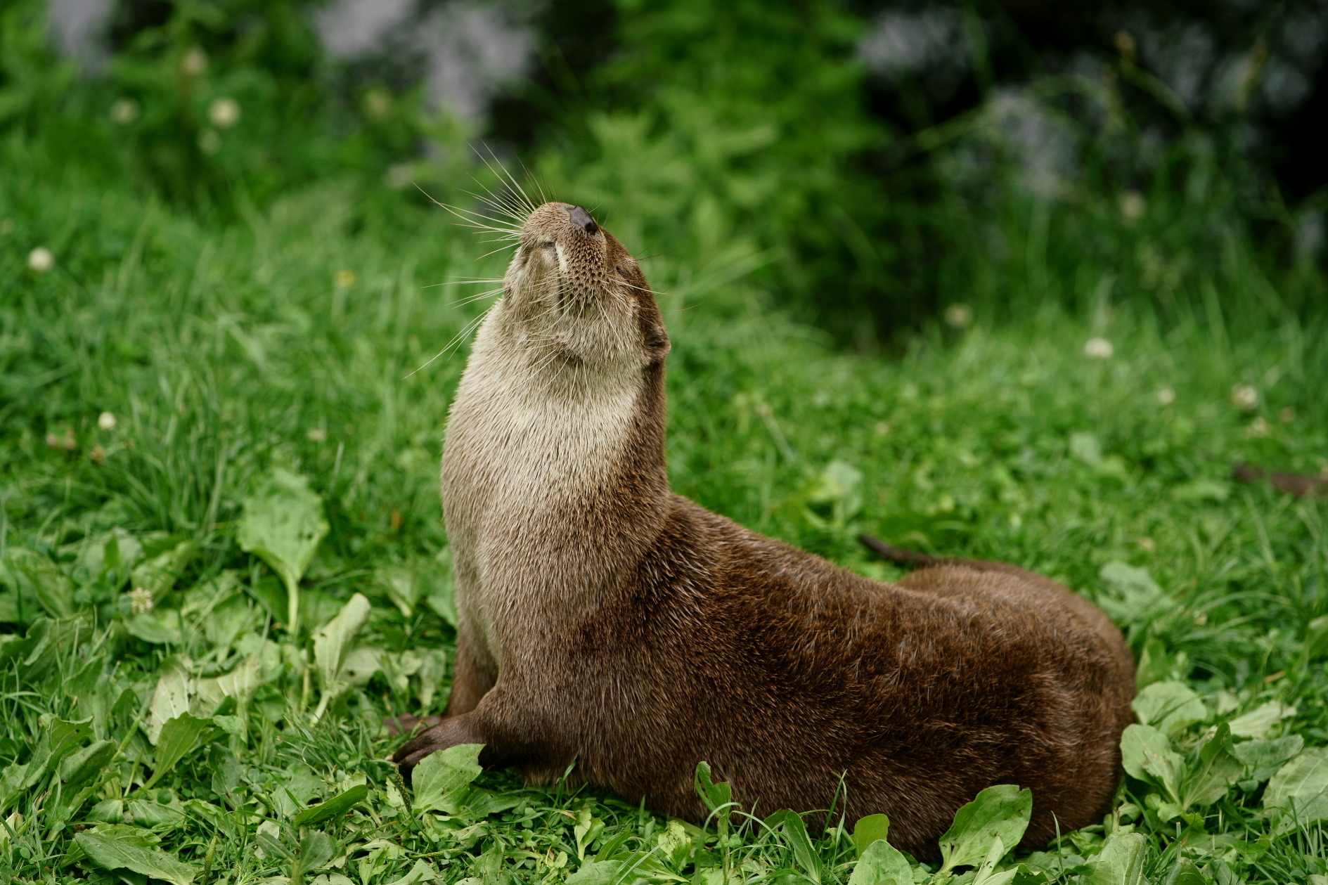 An Eurasian otter sniffs the air..