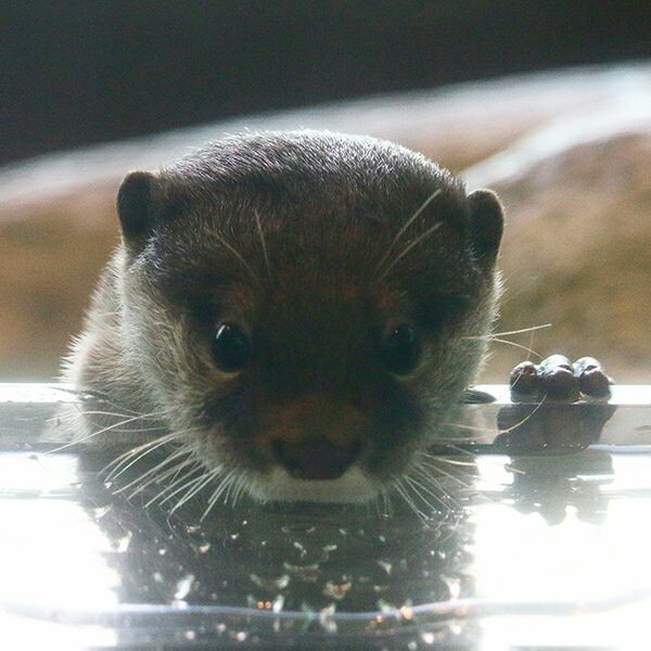A picture of an otter.