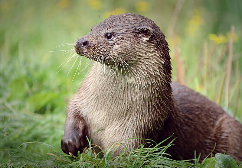 File:Otter Portrait (50364274917).jpg
