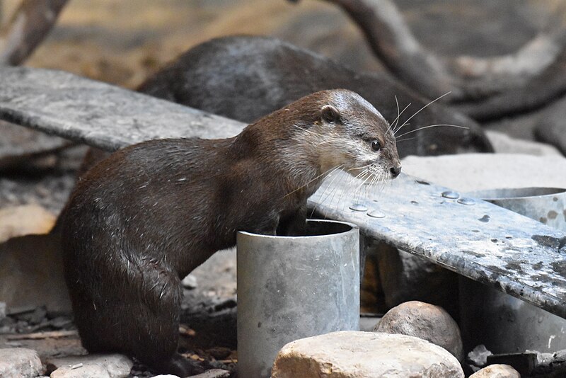 File:Asian small-clawed otter Cleveland Zoo 5.4.19 DSC 0539.jpg