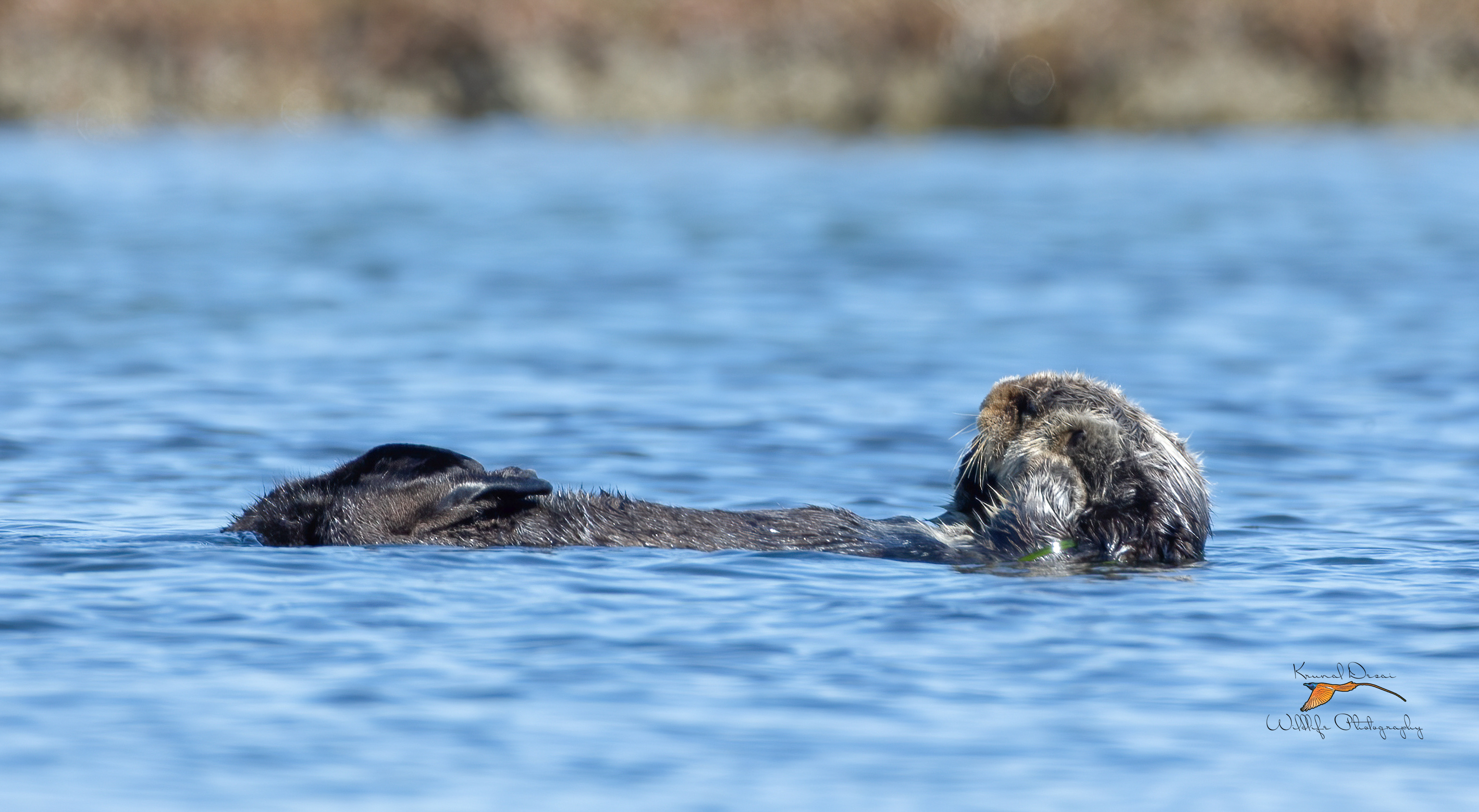 Sea otter cleaning itself