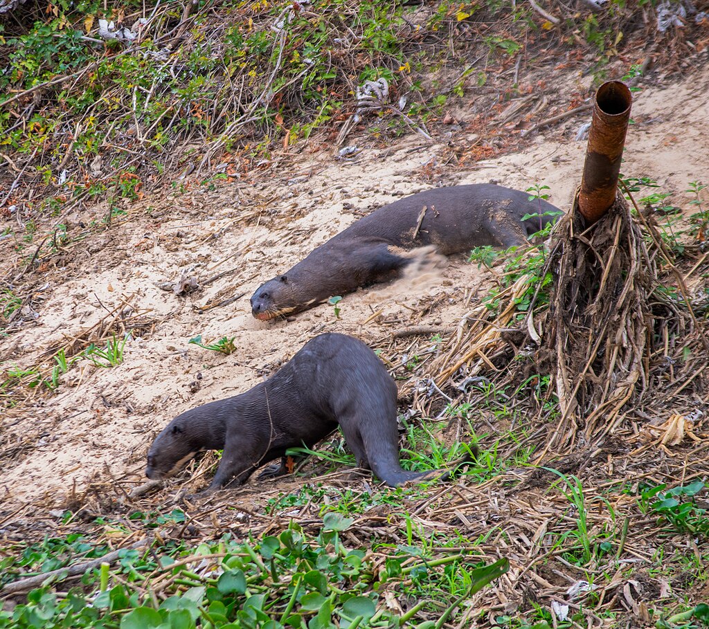 Two giant otters (Pteronura brasiliensis) chilling in the land.