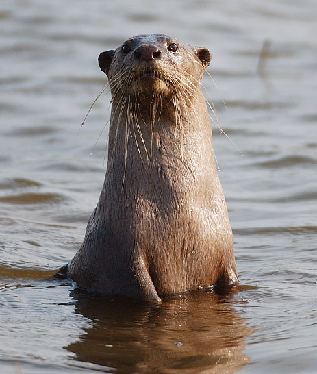 Smooth-coated otter from the Kabini river