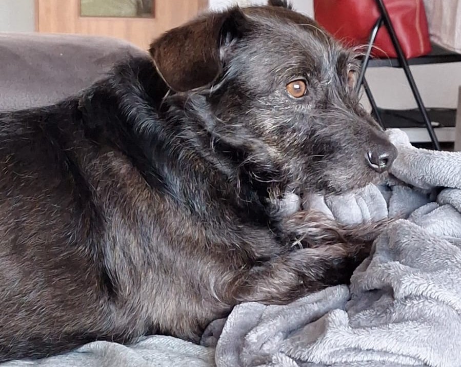 Winnie, a medium-ish sized dog with long black hair and an adorable beard, sits on the couch.