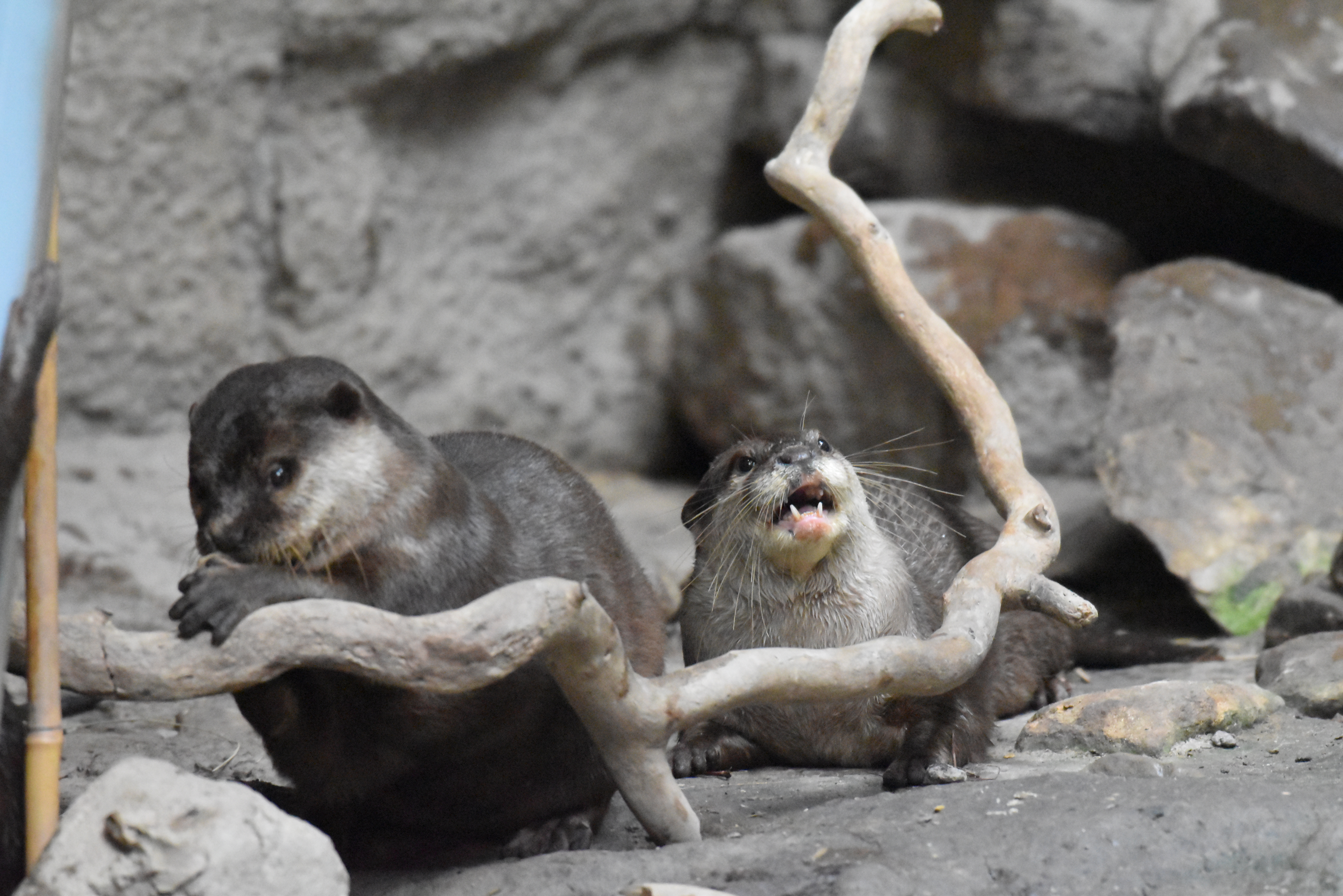 Two Asian small-clawed otters at the Cleveland Zoo