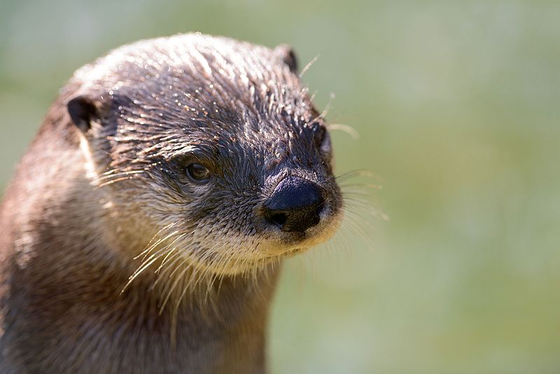 A face photo of a ridiculously photogenic river otter. Its fur is moist, and its eyes are staring right into the camera.