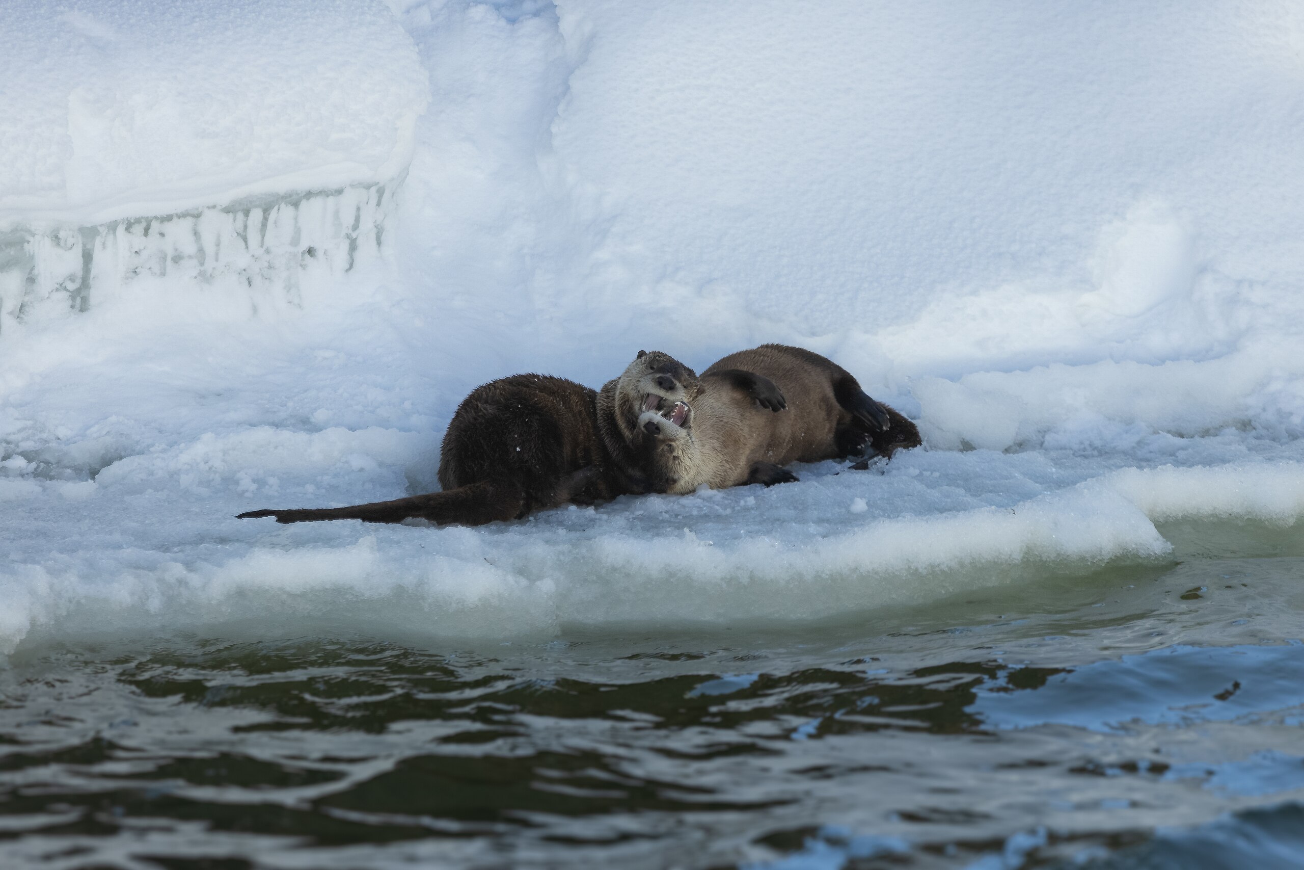 River otters playing on the ice near the Brink of Upper Falls, US