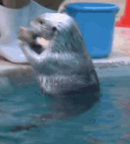 A sea otter in an aquarium spins very quickly, holding a rock in its hands.