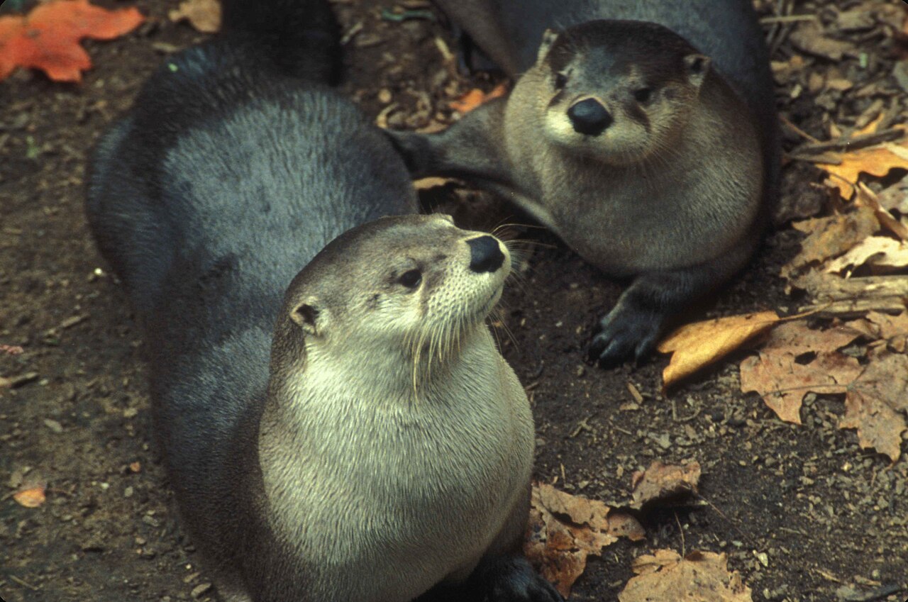 A pair of river otters, photographed from a short distance.
