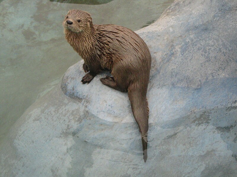 A Marine otter (Lontra felina) at Huachipa Zoo in Lima, Peru.