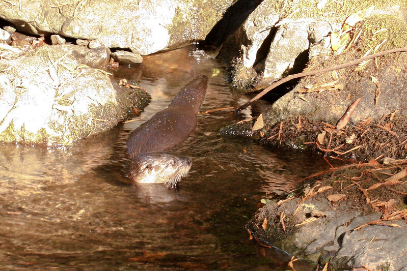 A picture of an otter.