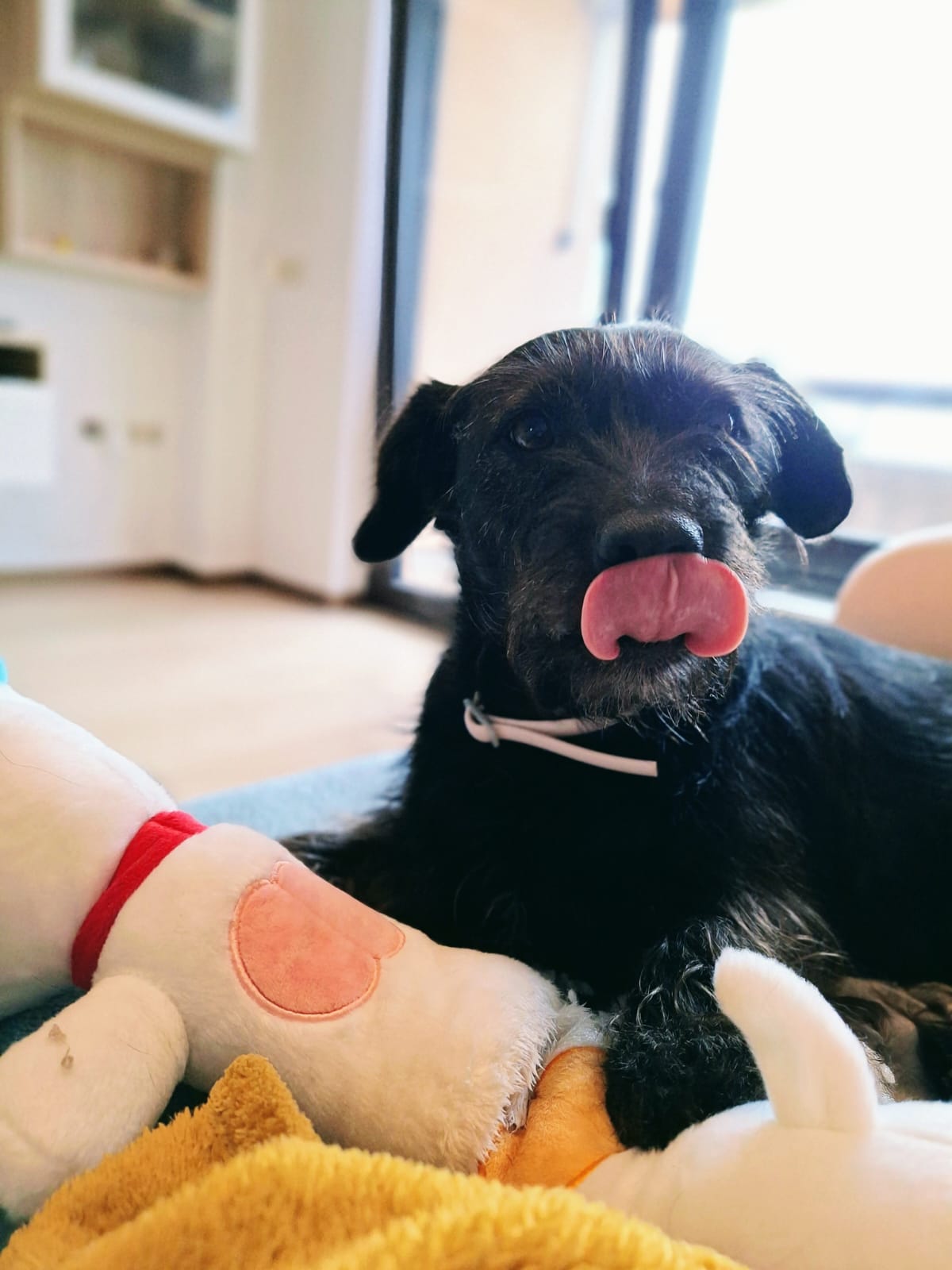 A small-ish dog with black fur looks at the camera while licking her nose. She is sitting on a sofa, with a plush dog in front of her.