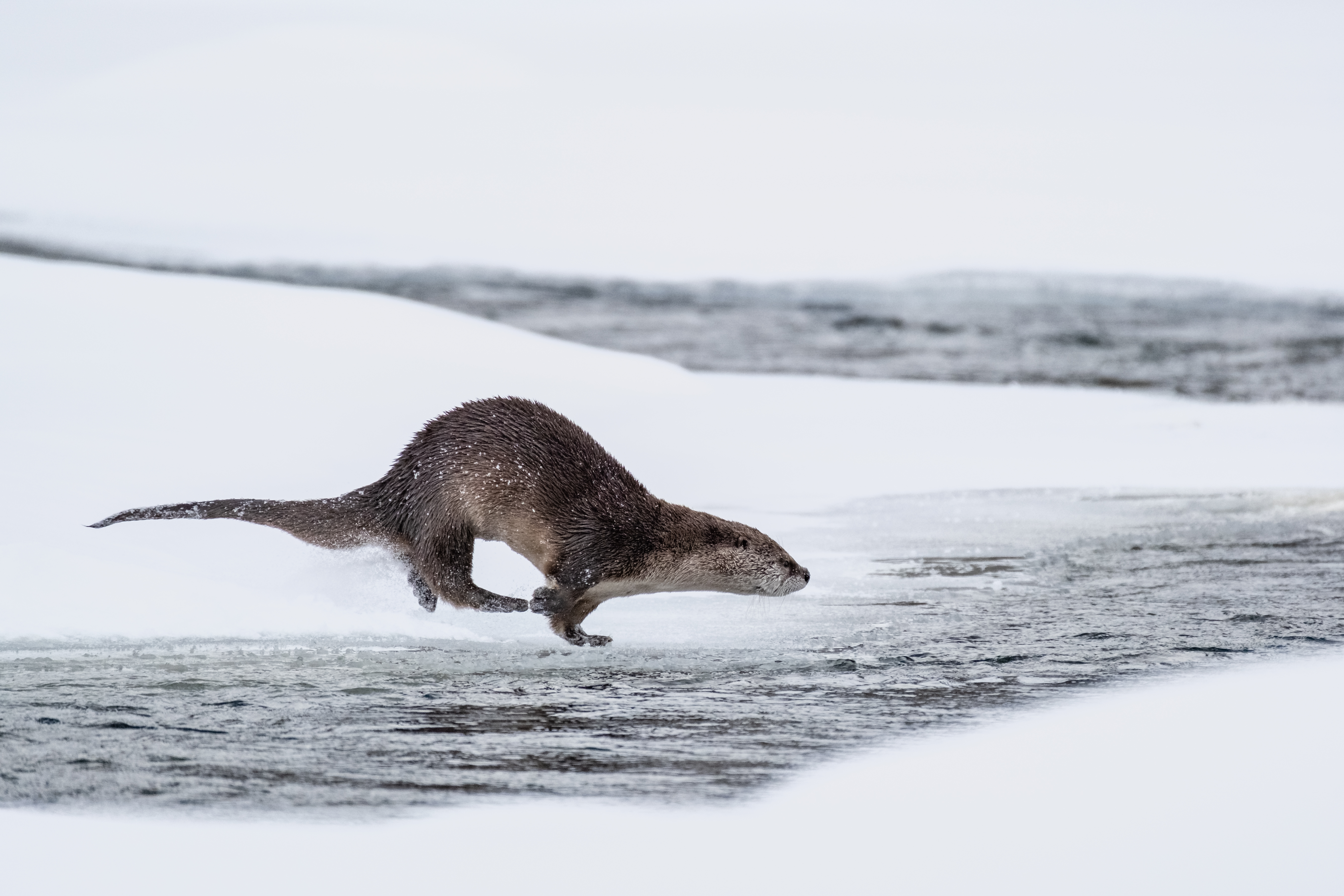 A North American river otter runs through the snow, getting ready to jump into a body of water.