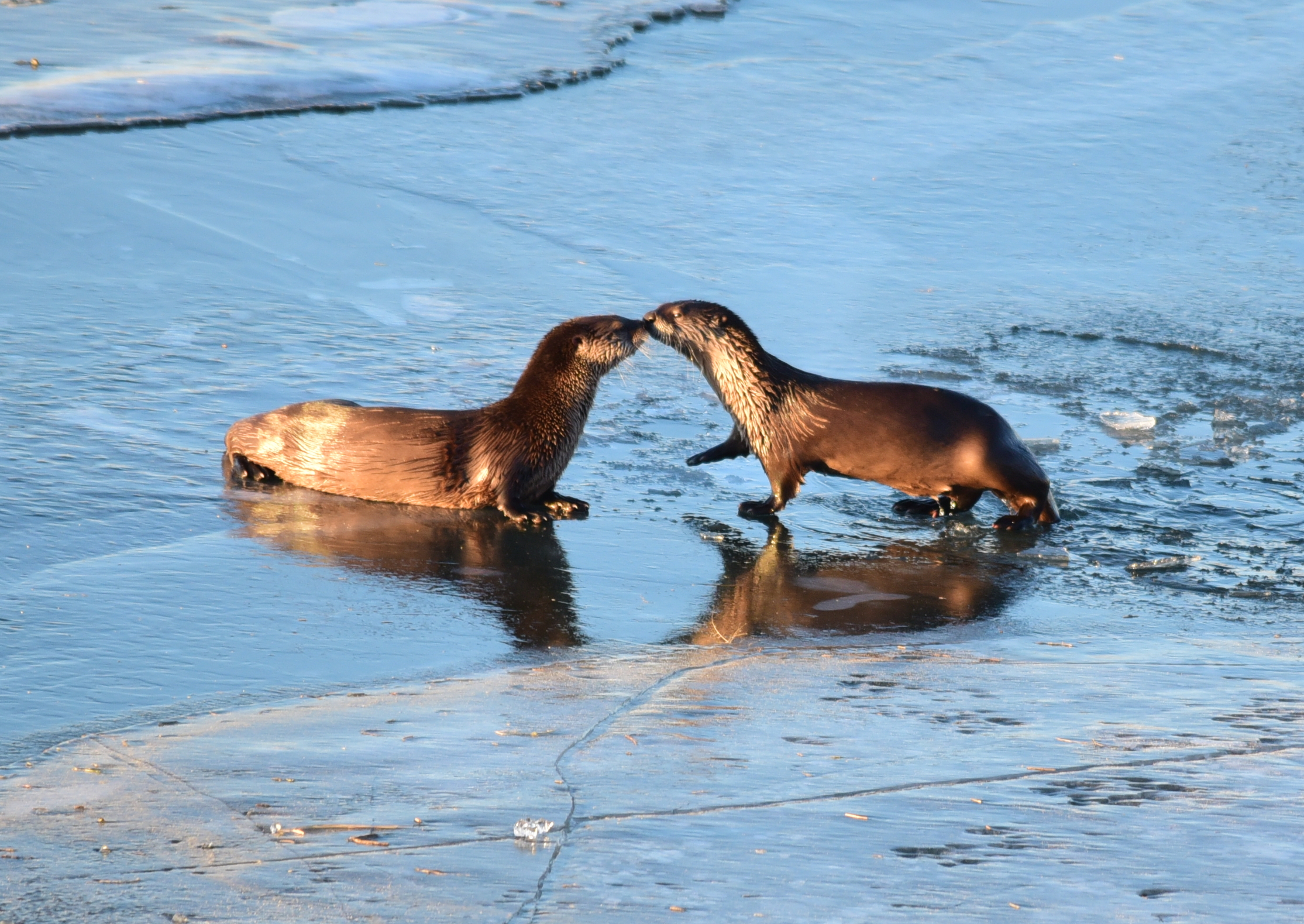 North American river otters at Seedskadee National Wildlife Refuge. Two otters stand by the river bank. They seem to be kissing.
