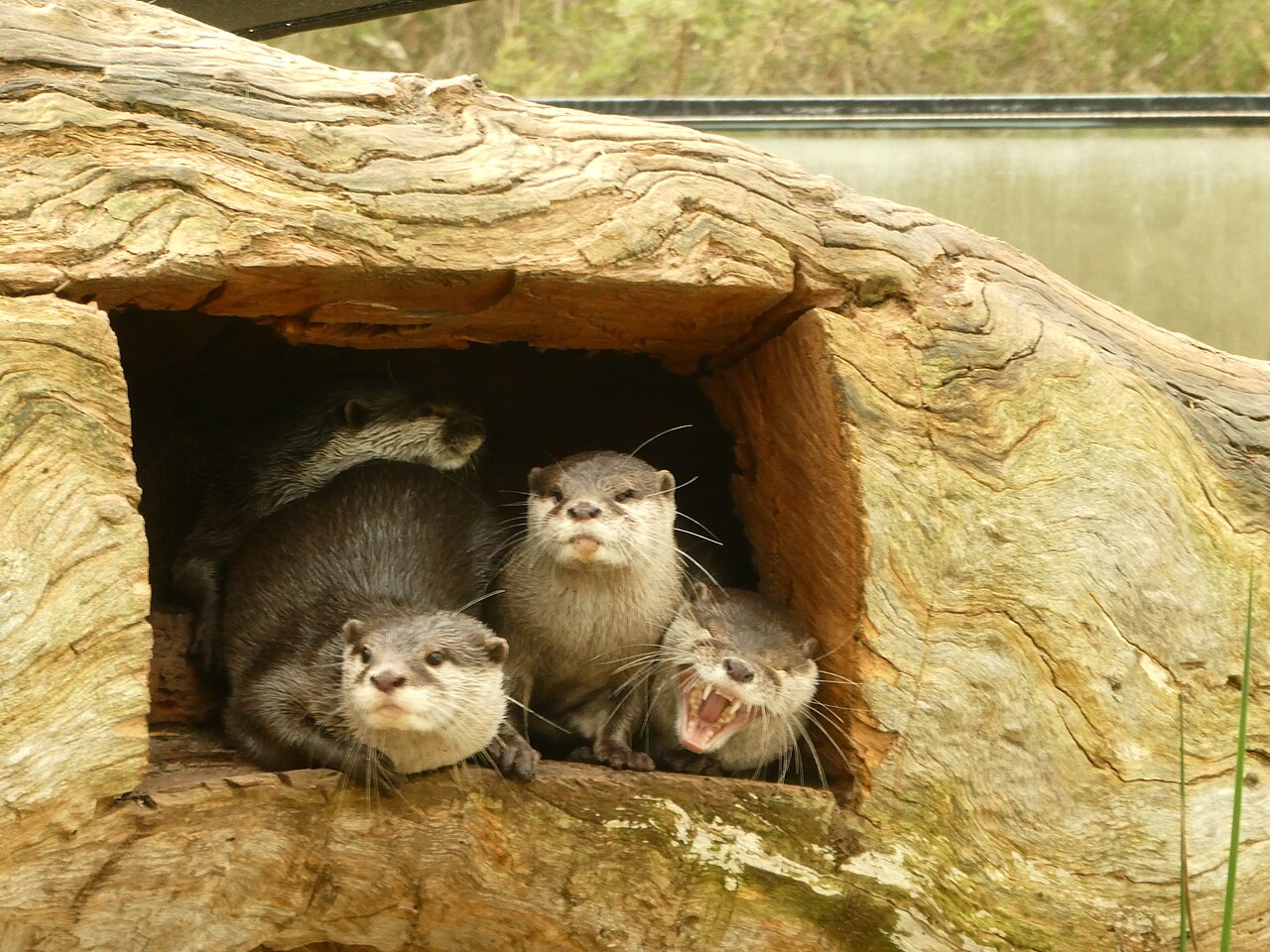 Asian small-clawed otters playing at the Halls Gap Zoo.