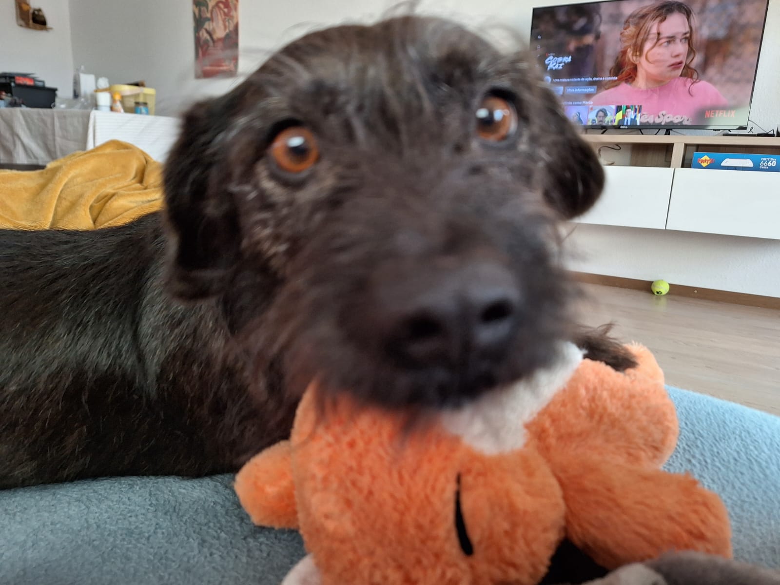 A photo of Winnie's snout. She is a medium-sized, mixed-breed dog with black fur and lovely brown eyes. She's looking at the camera with her lovely brown eyes while she holds a plush fox in her mouth.