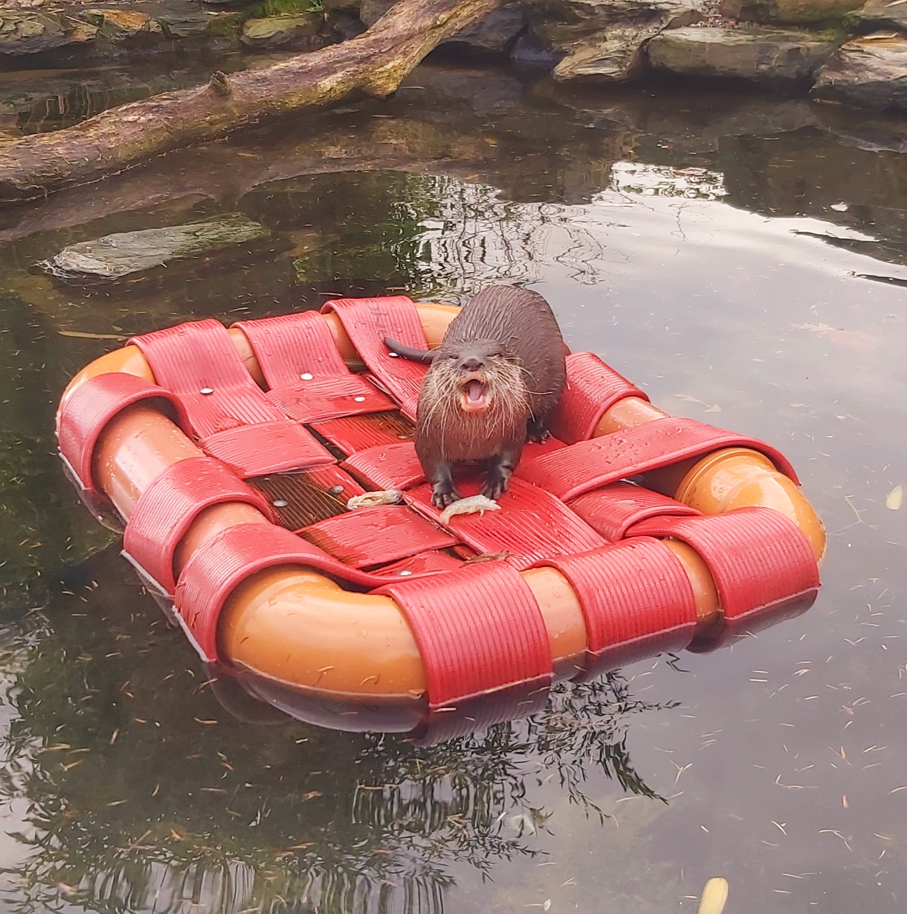 An Asian Short-Clawed Otter stands atop a plastic boat, appearing to be screaming at the camera. The boat floats on a freshwater body at the Martin Mere Wetlands Centre.