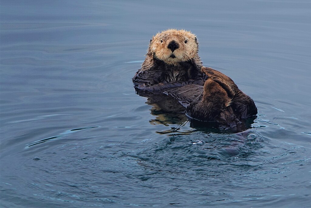 Photo. A fluffy sea otter looks at the camera with a surprised face.