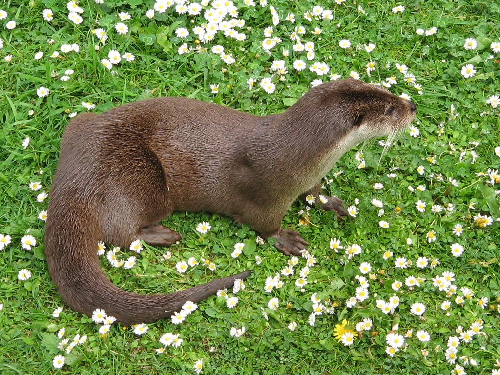A Eurasian river otter (Lutra lutra) standing in a grassy field with quite a few small flowers.