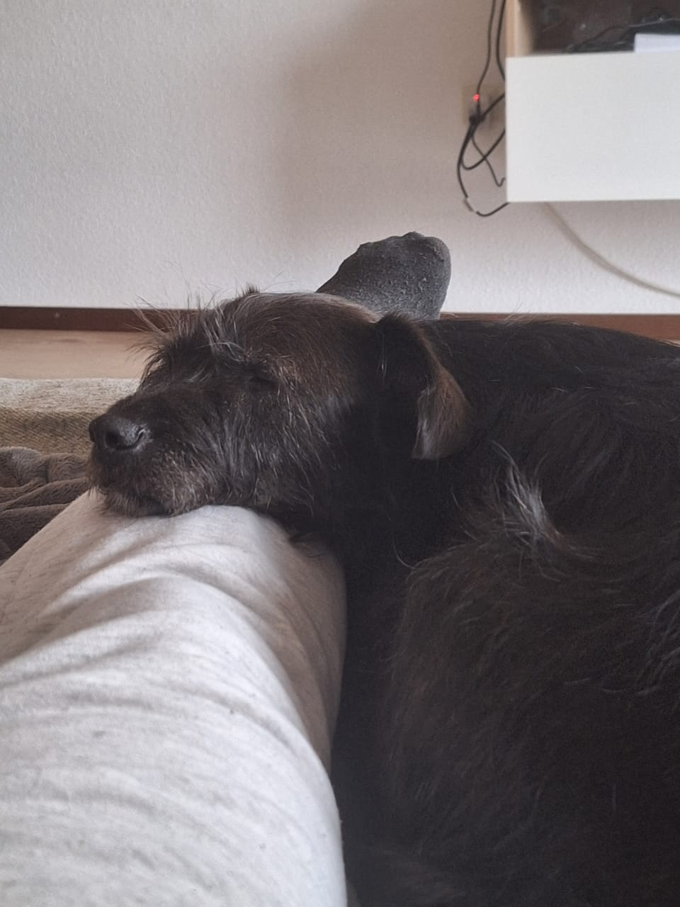 A black-furred dog of small-to-medium size sleeps comfortably on a human leg